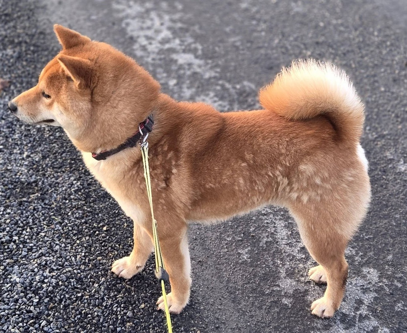 VAN HALEN des portes de la moria