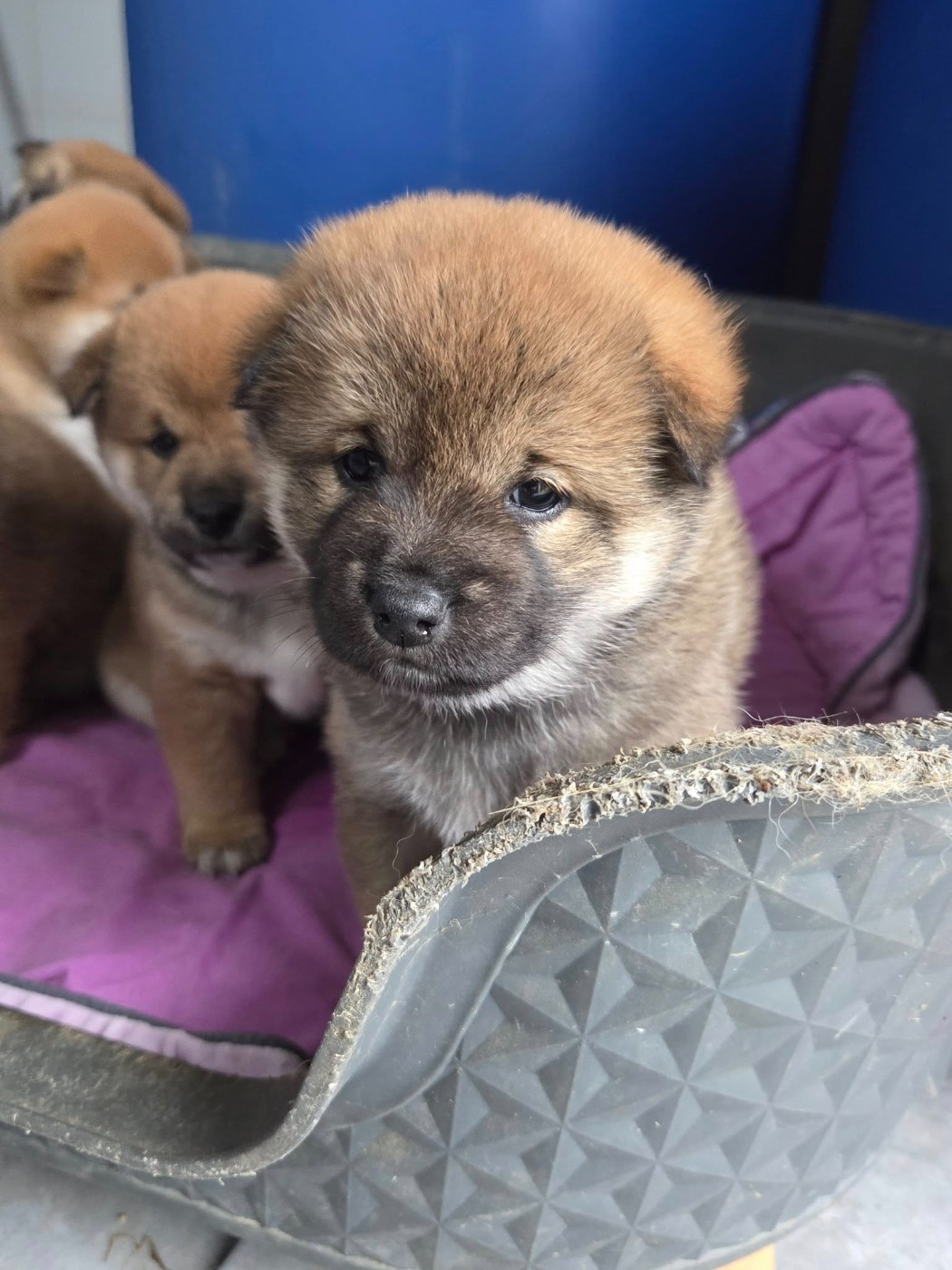 Des Renards D'orient - Chiots disponibles - Shiba
