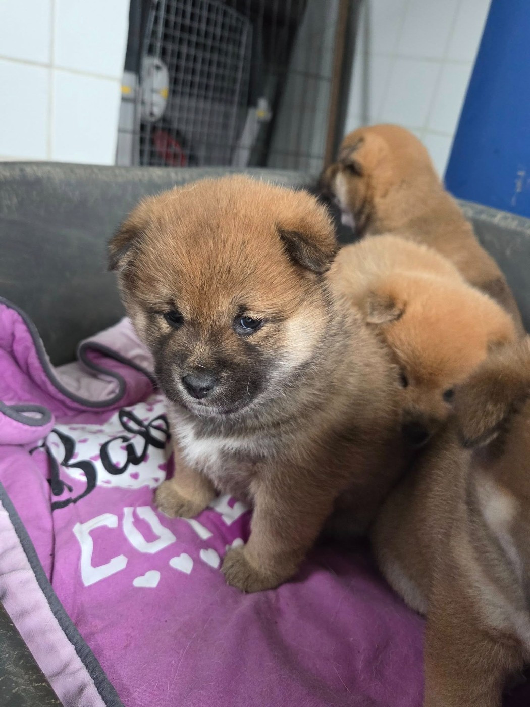 Des Renards D'orient - Chiots disponibles - Shiba