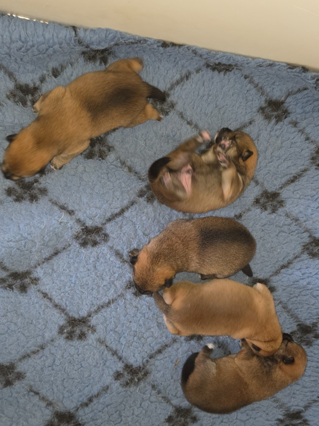 Chiot Shiba Des Renards D'orient