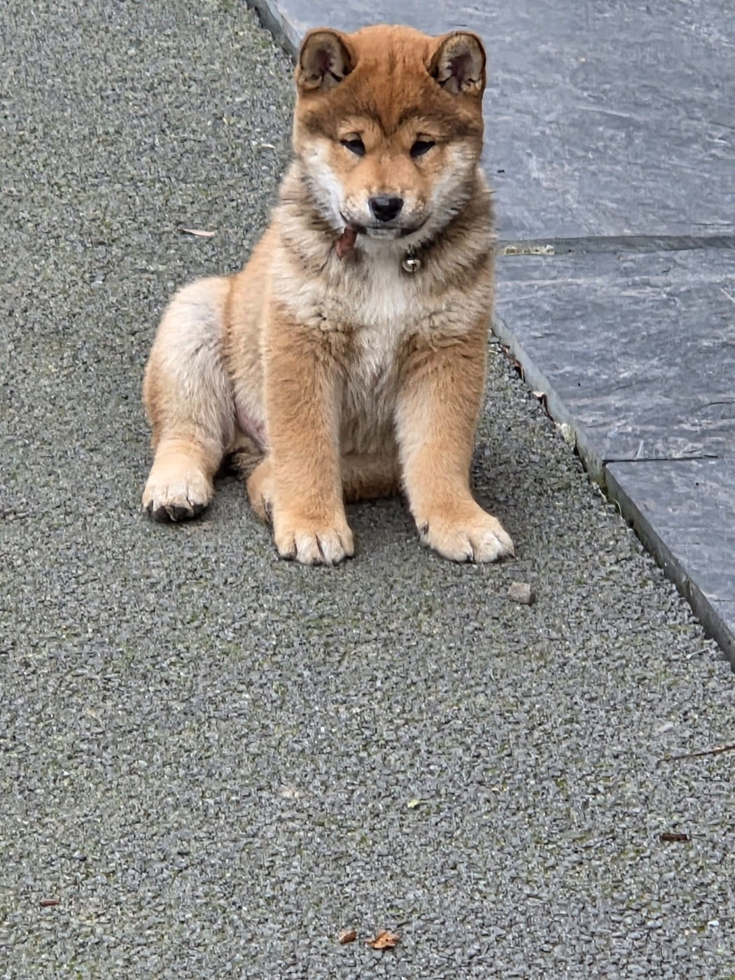 Des Renards D'orient - Chiots disponibles - Shiba