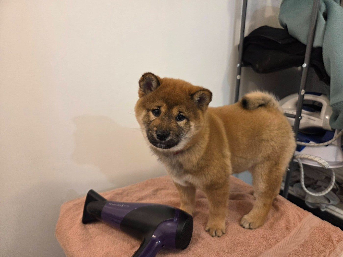 Des Renards D'orient - Chiots disponibles - Shiba