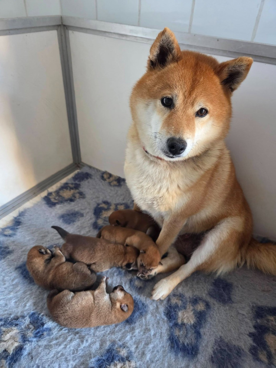 Des Renards D'orient - Chiots disponibles - Shiba