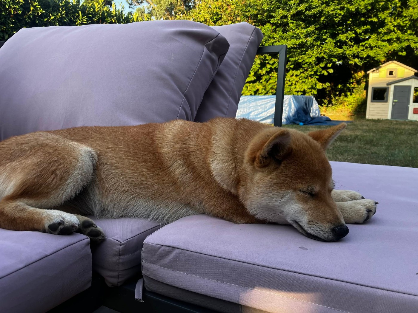 Des Renards D'orient - Chiots disponibles - Shiba