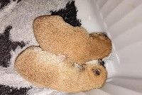 CHIOT